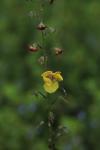 Verbascum blattaria
