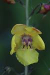 Verbascum blattaria