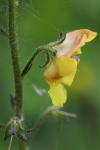 Verbascum blattaria