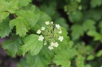 Viburnum opulus