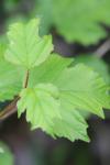 Viburnum opulus