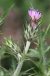 Carduus tenuiflorus