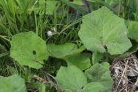 Tussilago farfara