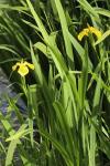 Iris pseudacorus