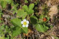 Fragaria vesca
