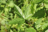 Filipendula ulmaria