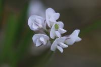 Ervilia hirsuta