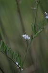 Ervilia hirsuta