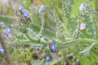 Lycopsis arvensis