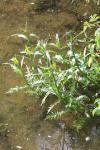 Rorippa amphibia