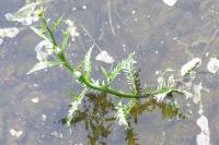 Rorippa amphibia