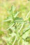 Sisymbrium officinale