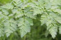 Conium maculatum