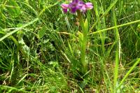 Anacamptis morio