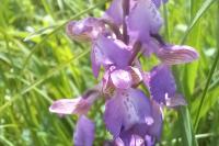 Anacamptis morio