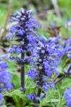 Ajuga reptans