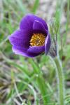 Pulsatilla vulgaris