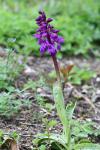 Orchis mascula