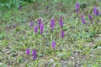 Orchis mascula
