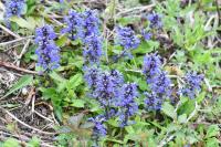 Ajuga reptans