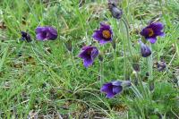 Pulsatilla vulgaris