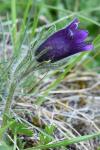 Pulsatilla vulgaris