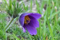 Pulsatilla vulgaris