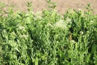 Lepidium draba