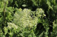 Lepidium draba