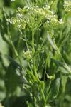 Lepidium draba