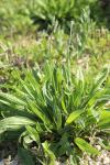 Plantago lanceolata