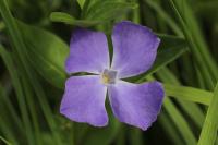 Vinca major