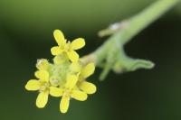 Sisymbrium officinale