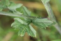 Sisymbrium officinale