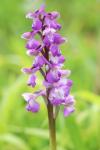 Anacamptis morio