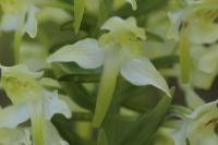 Platanthera chlorantha