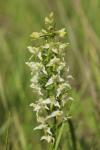 Platanthera chlorantha