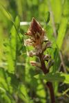 Orobanche picridis-hieracioidis