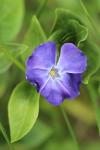Vinca major