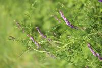 Vicia tenuifolia