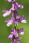 Vicia tenuifolia