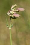 Silene vulgaris