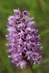 Orchis simia
