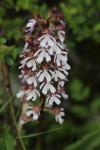 Orchis purpurea