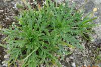 Plantago coronopus