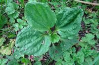 Plantago major
