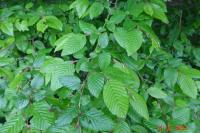 Carpinus betulus
