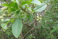Euonymus europaeus