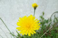 Hypochaeris radicata