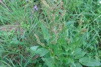 Rumex acetosa